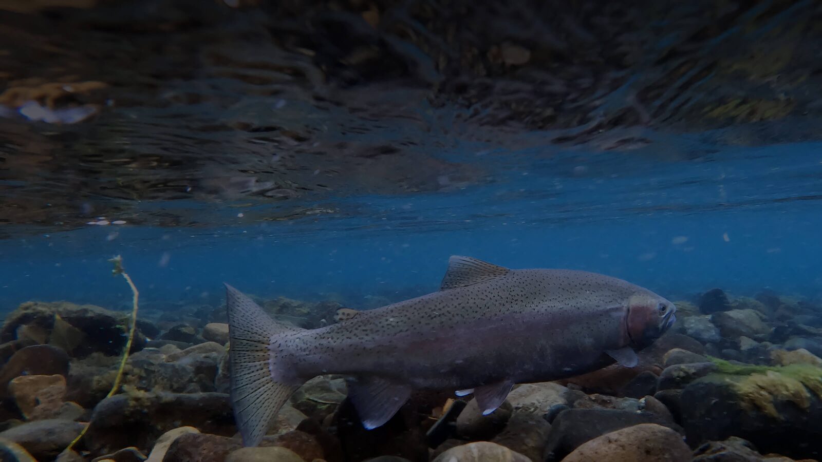 Rainbow trout holding over the stones of a clear Patagonian river
